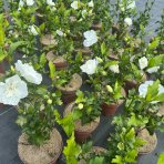 Ibištek sýrsky (Hibiscus syriacus) ´WHITE CHIFFON´® - výška 40-60 cm, kont. C3L